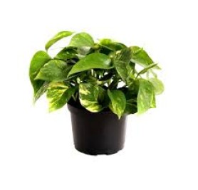 Golden Pothos 